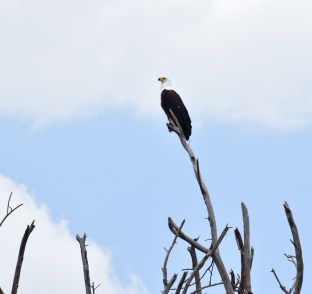 African Fish eagle