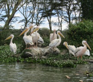 Pelicans